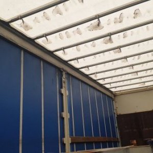 foto 10t trailer 7.7m lowdeck tandem luft Panav TV10 LPK